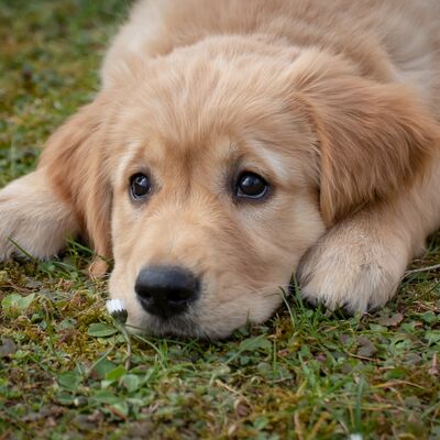 Hund 