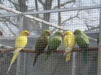 Bild vergrößern: Waldvogelpark in Maria Veen